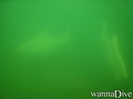 zdjęcia z nurkowań